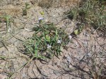Barleria phaylopsis