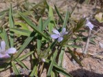Barleria phaylopsis