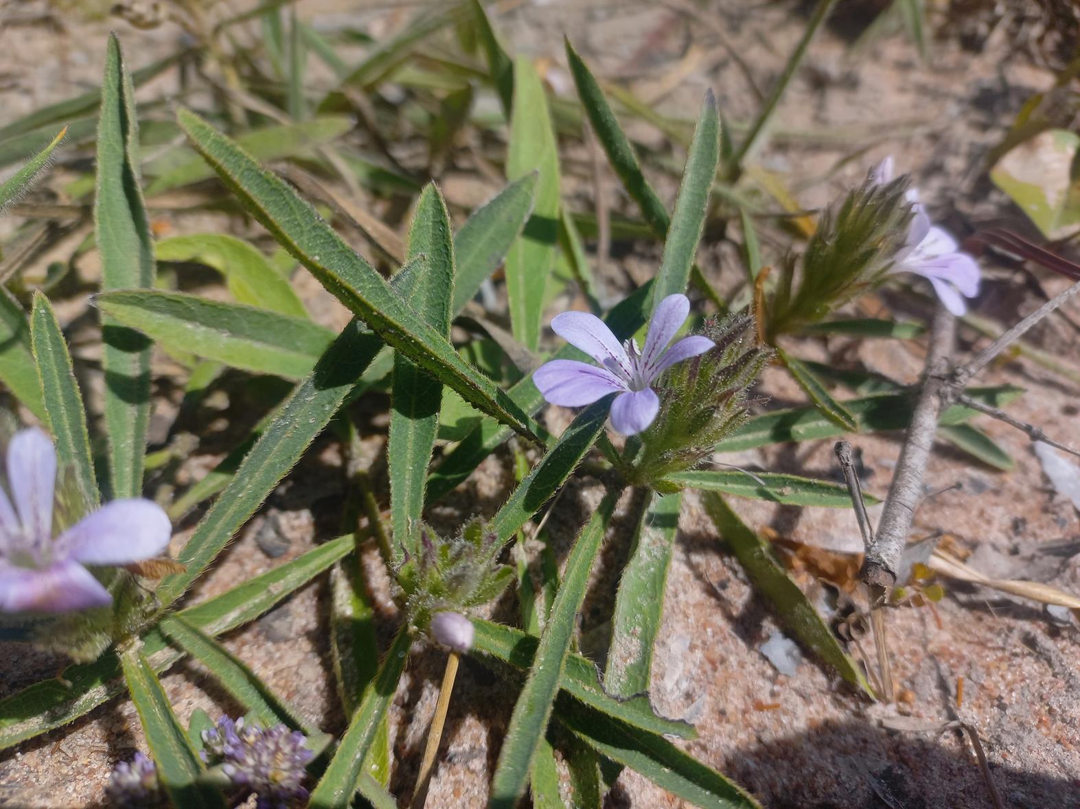 Barleria phaylopsis