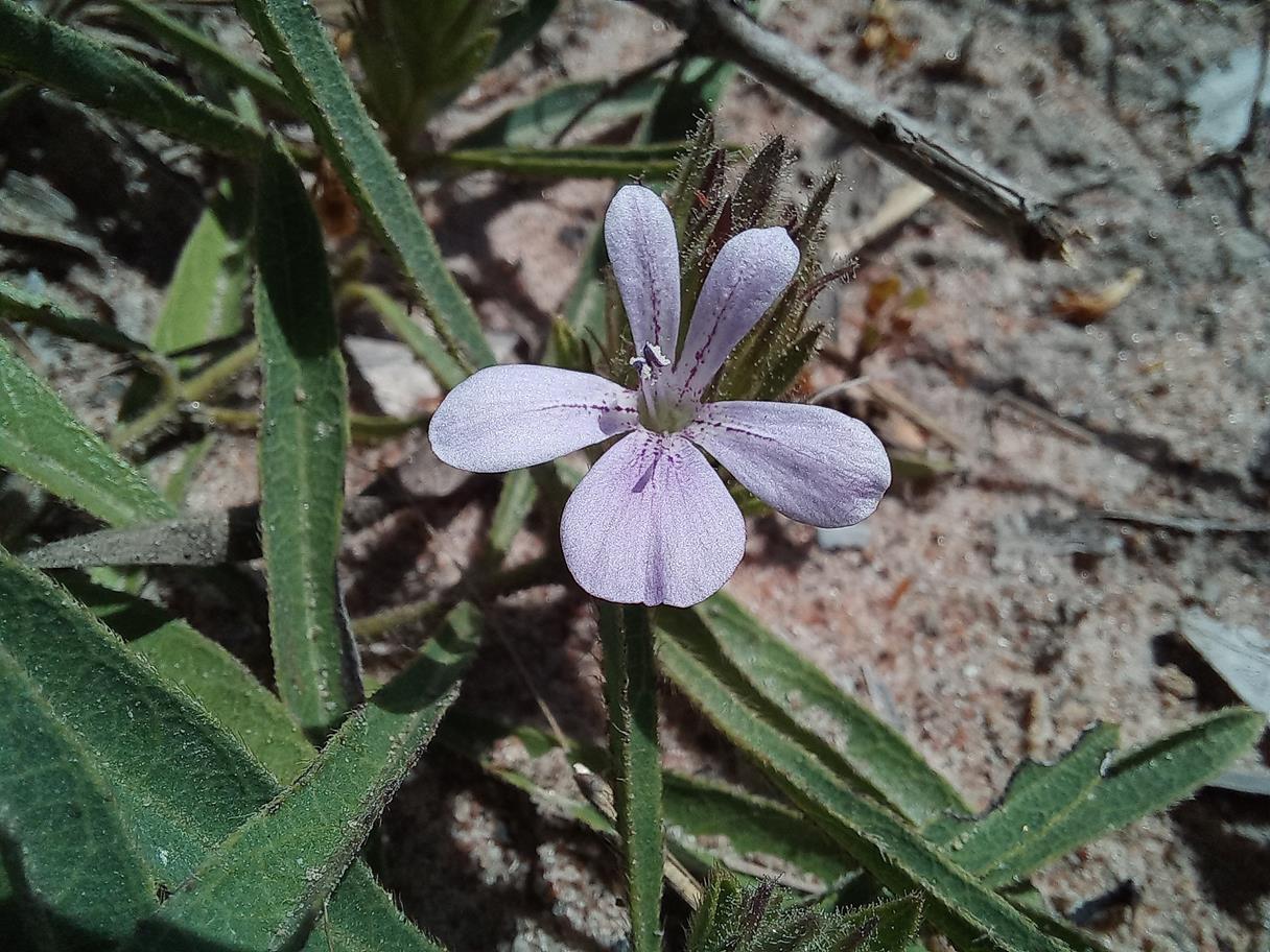 Barleria phaylopsis Barleria phaylopsis