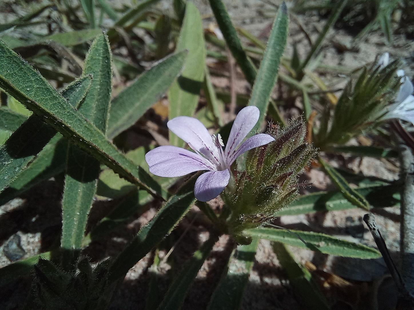 Barleria phaylopsis Barleria phaylopsis