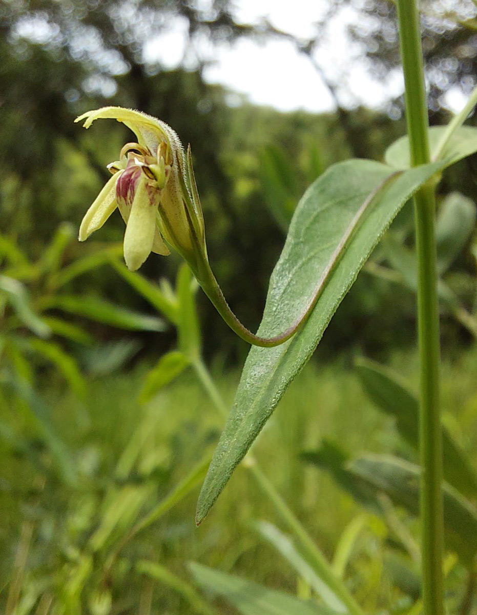 Justicia dalaënsis Justicia dalaënsis