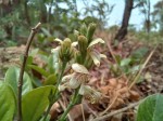 Justicia bequaertii