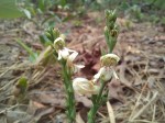 Justicia bequaertii