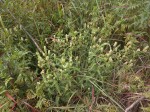 Pogonospermum scabridum