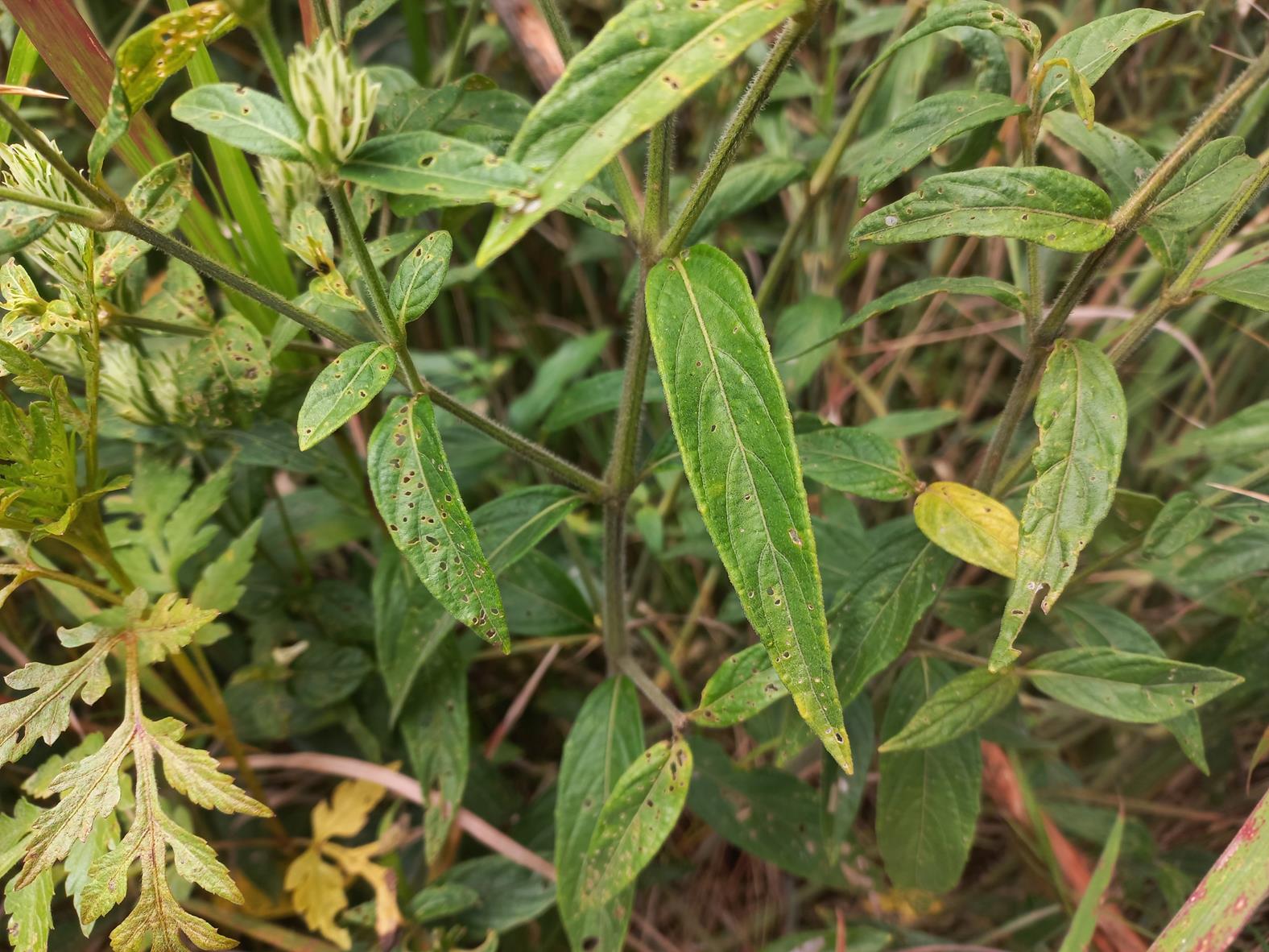 Pogonospermum scabridum Pogonospermum scabridum