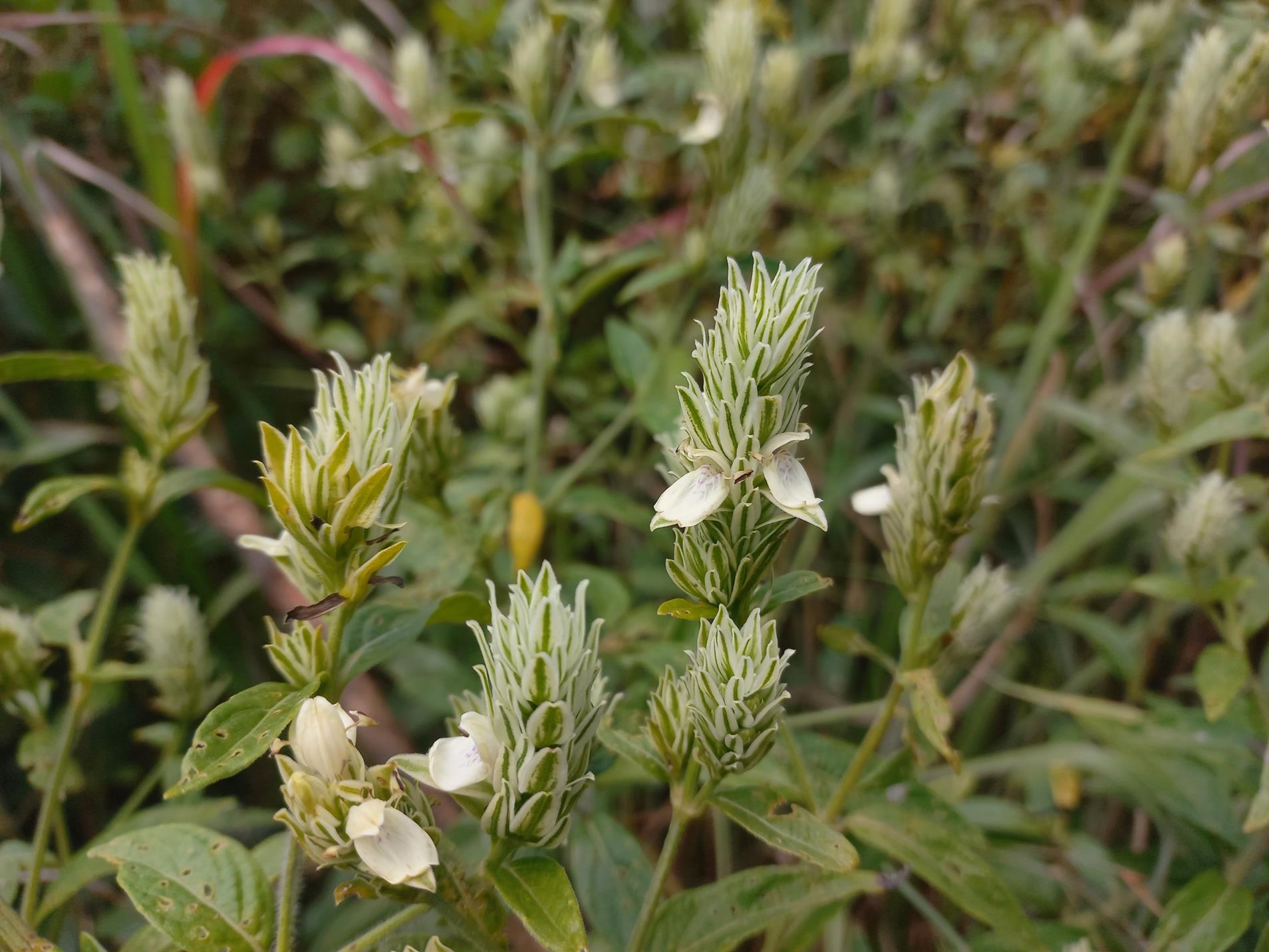 Pogonospermum scabridum Pogonospermum scabridum