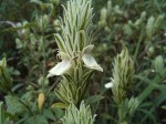 Pogonospermum scabridum