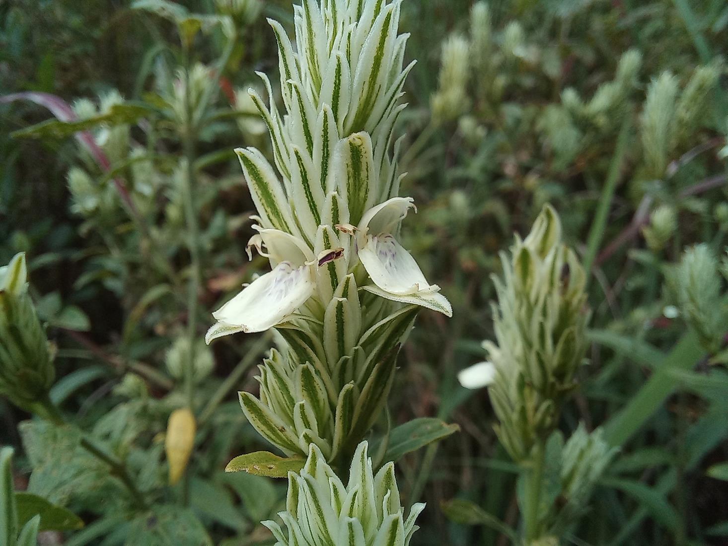 Pogonospermum scabridum Pogonospermum scabridum