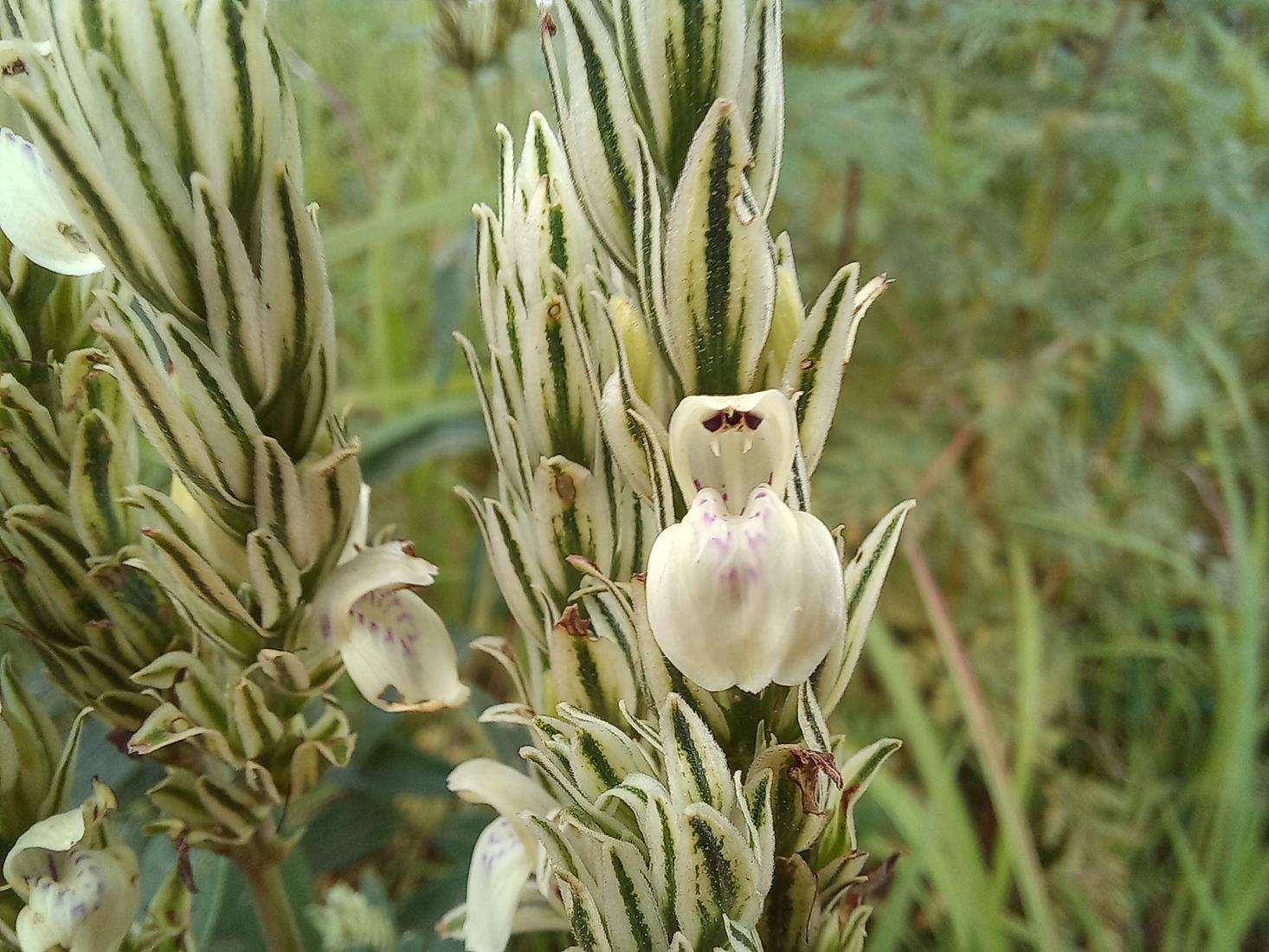 Pogonospermum scabridum Pogonospermum scabridum