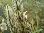 Pogonospermum scabridum