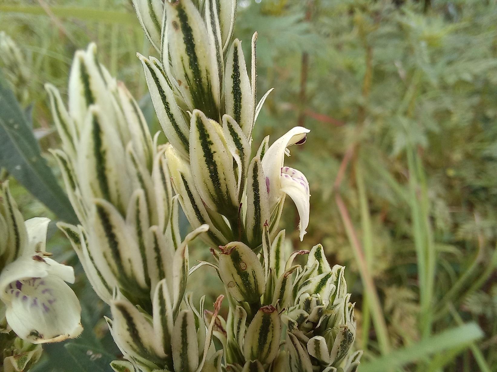 Pogonospermum scabridum Pogonospermum scabridum