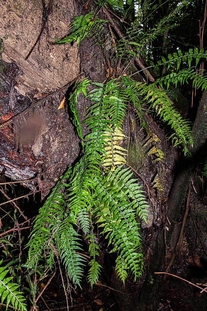 Asplenium smedsii Asplenium smedsii