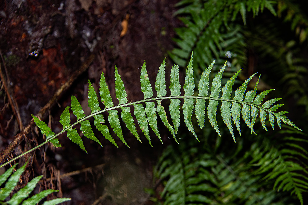 Asplenium smedsii Asplenium smedsii