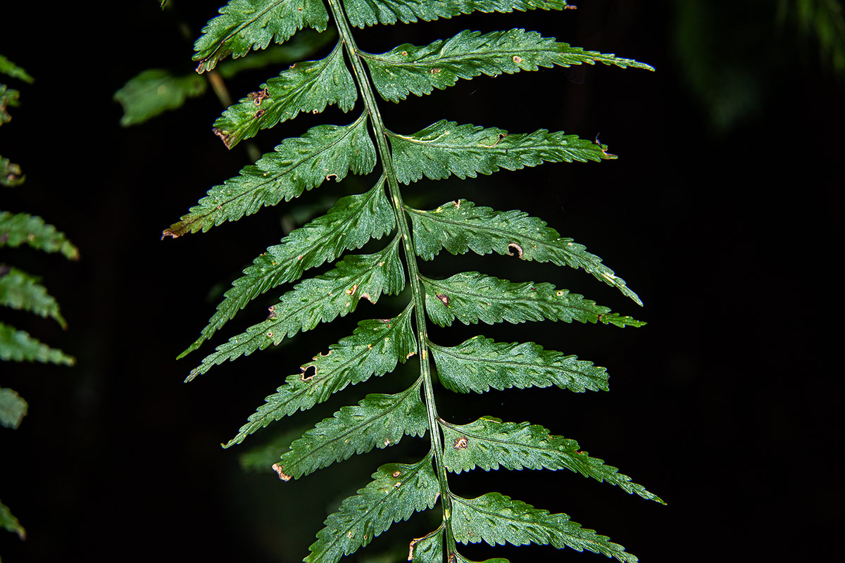 Asplenium smedsii Asplenium smedsii