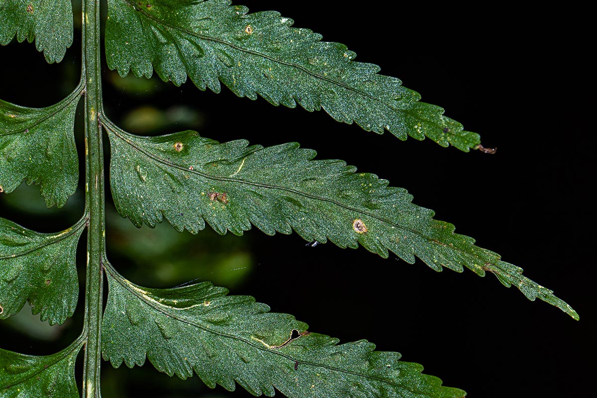 Asplenium smedsii Asplenium smedsii