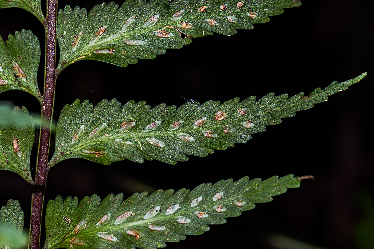 Asplenium smedsii Asplenium smedsii