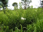 Ipomoea prismatosyphon var. prismatosyphon