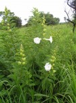 Ipomoea prismatosyphon var. prismatosyphon