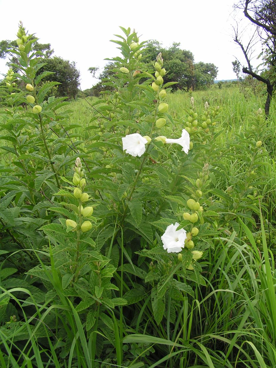 Ipomoea prismatosyphon var. prismatosyphon