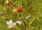 Solanum sisymbriifolium