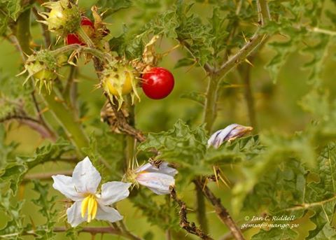 Solanum sisymbriifolium Solanum sisymbriifolium