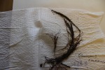 Eleocharis naumanniana var. naumanniana