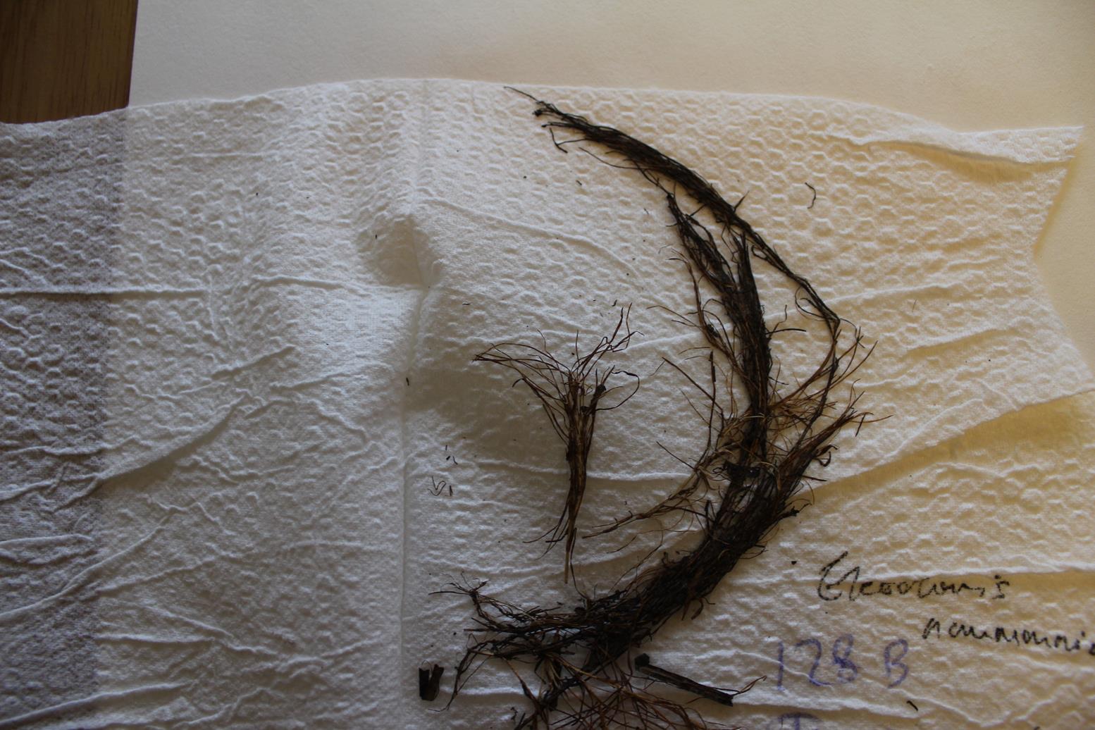 Eleocharis naumanniana var. naumanniana