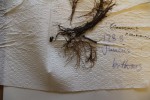 Eleocharis naumanniana var. naumanniana