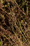 Sonchus bipontini