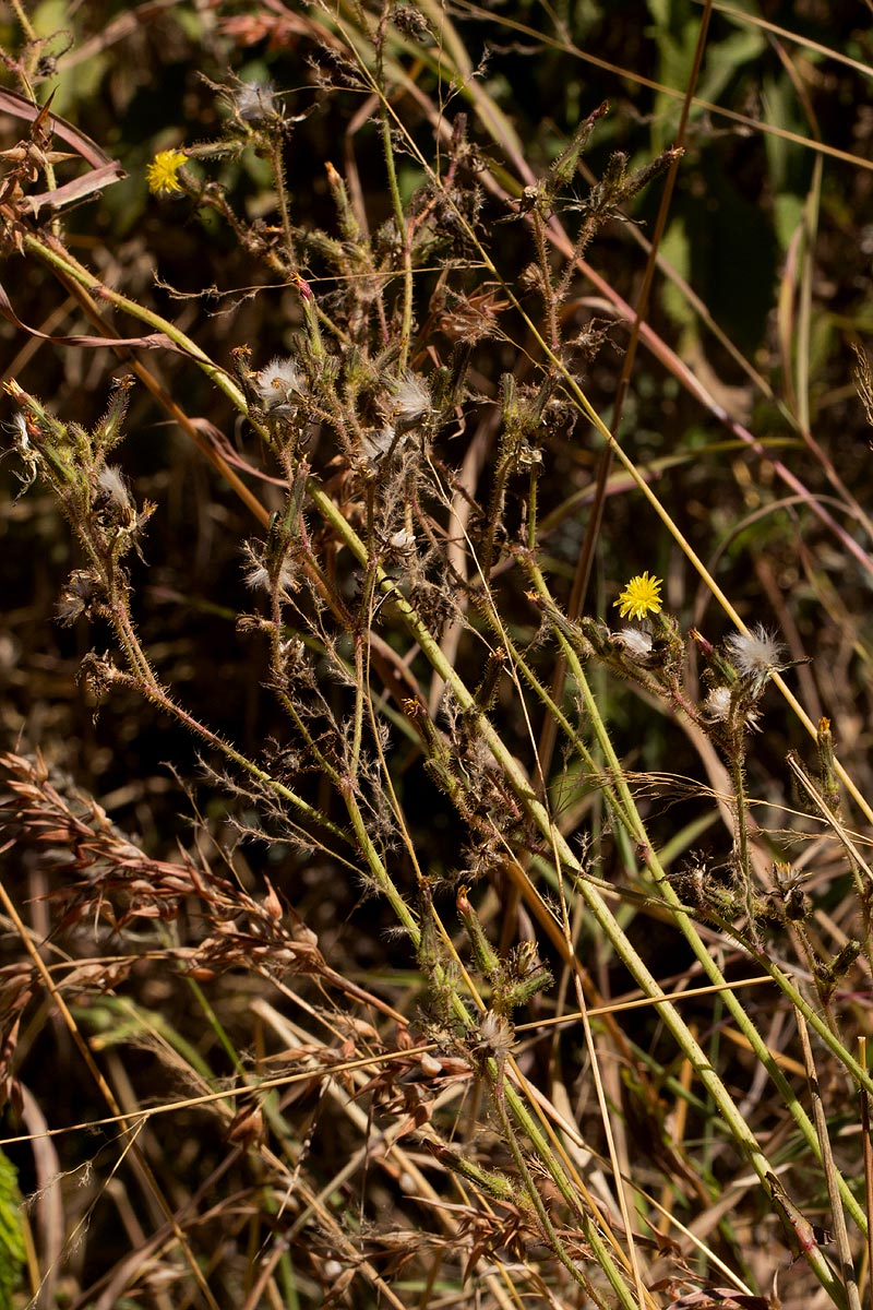 Sonchus bipontini Sonchus bipontini