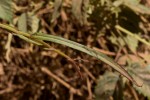Sonchus bipontini
