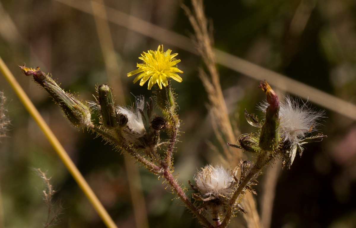 Sonchus bipontini Sonchus bipontini