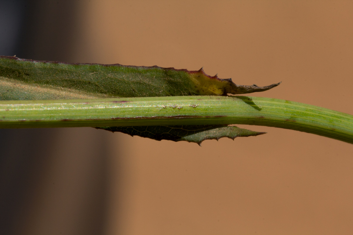 Sonchus bipontini