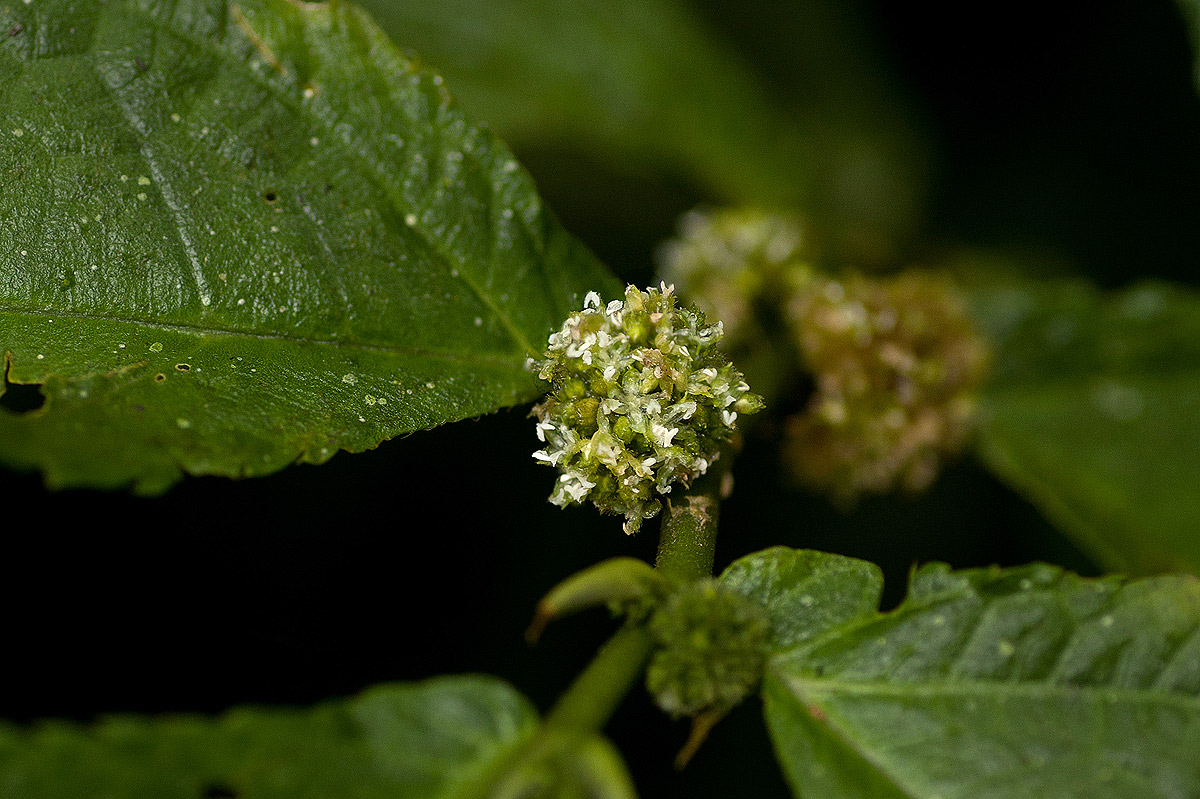 Elatostema welwitschii