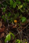 Landolphia camptoloba