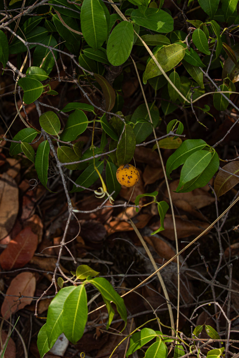 Landolphia camptoloba