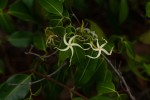 Landolphia camptoloba