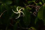 Landolphia camptoloba