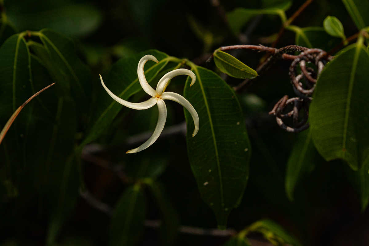 Landolphia camptoloba