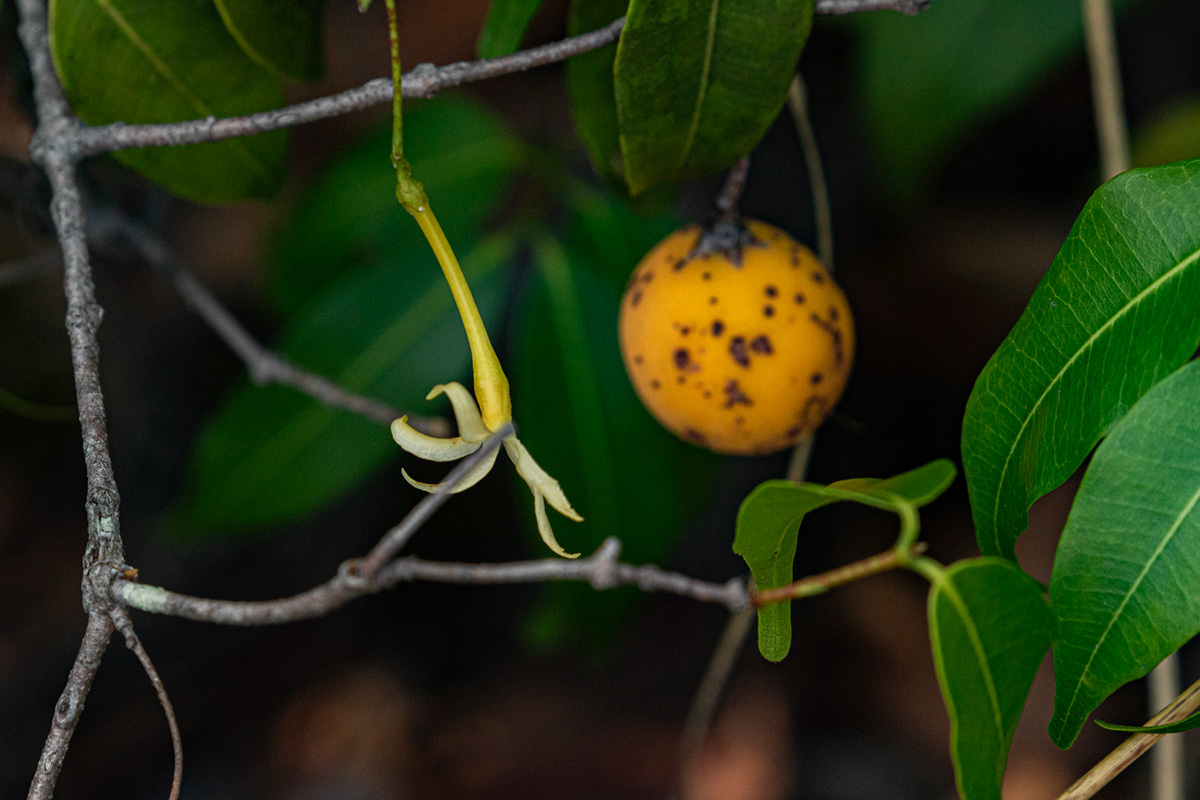 Landolphia camptoloba