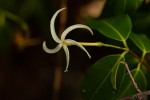 Landolphia camptoloba