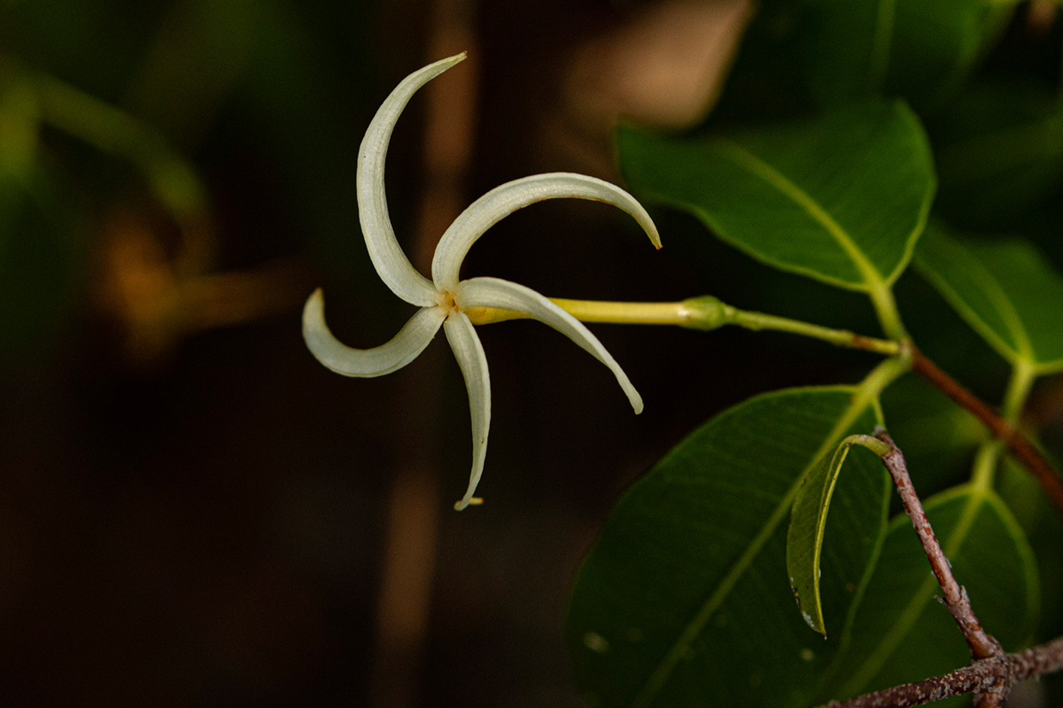 Landolphia camptoloba