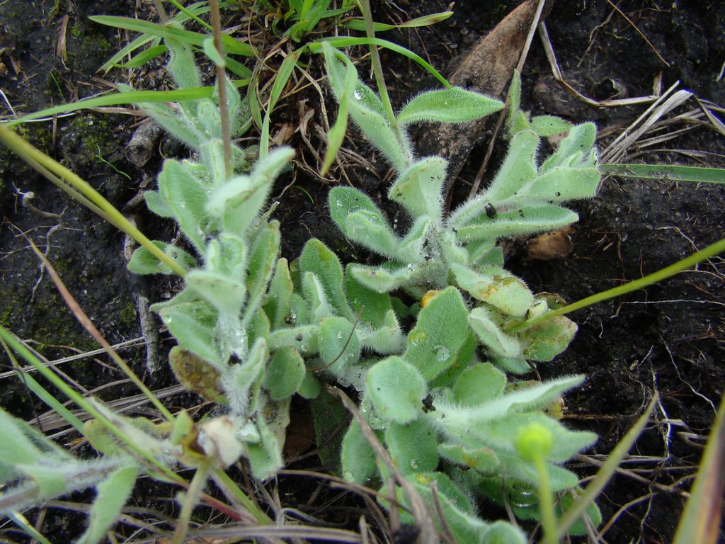 Emilia basifolia Emilia basifolia