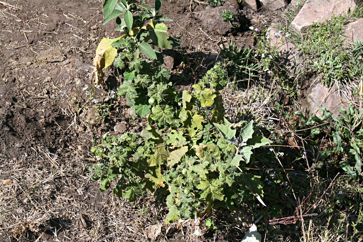 Solanum viarum Solanum viarum