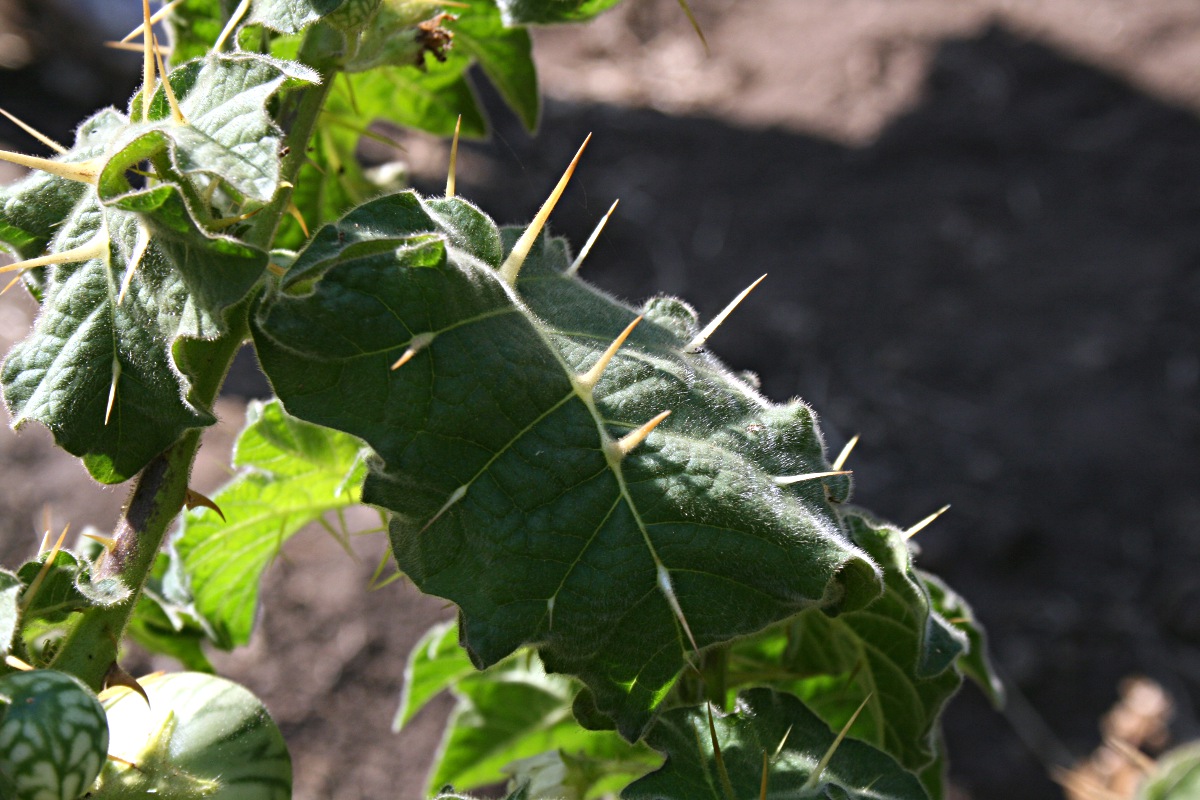 Solanum viarum Solanum viarum