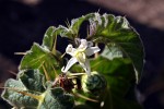 Solanum viarum