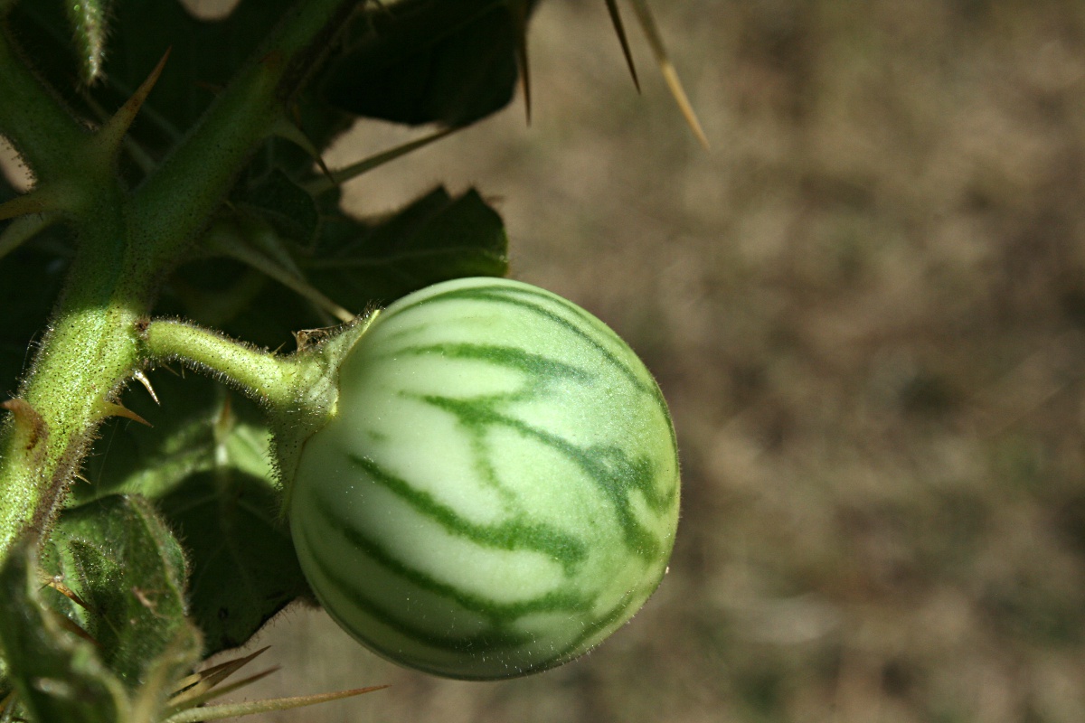 Solanum viarum Solanum viarum