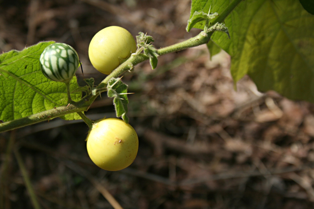 Solanum viarum Solanum viarum