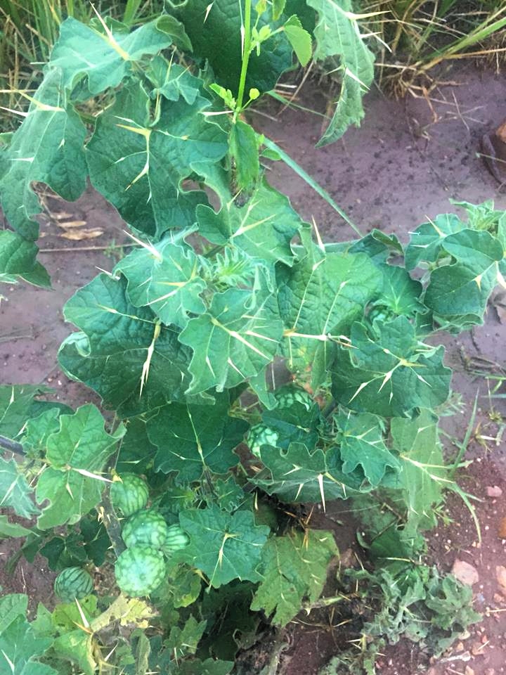 Solanum viarum Solanum viarum